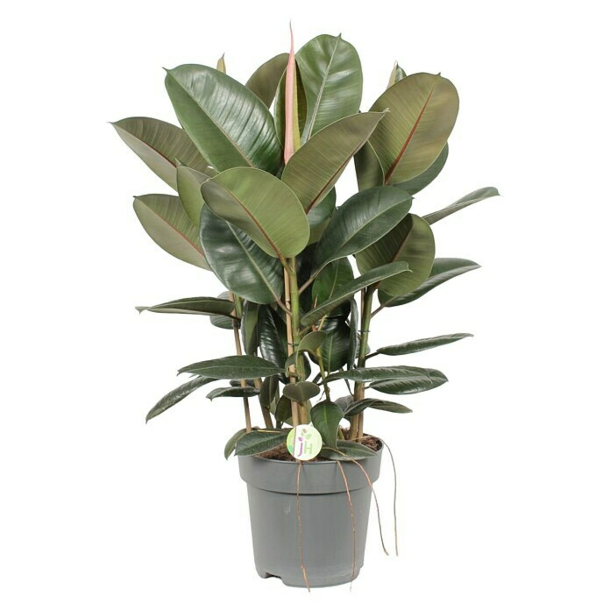 Bild 1 von Piardino Gummibaum in Sorten