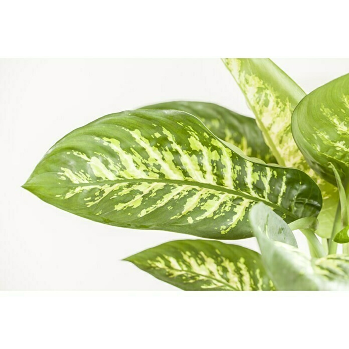 Bild 2 von Piardino Dieffenbachie