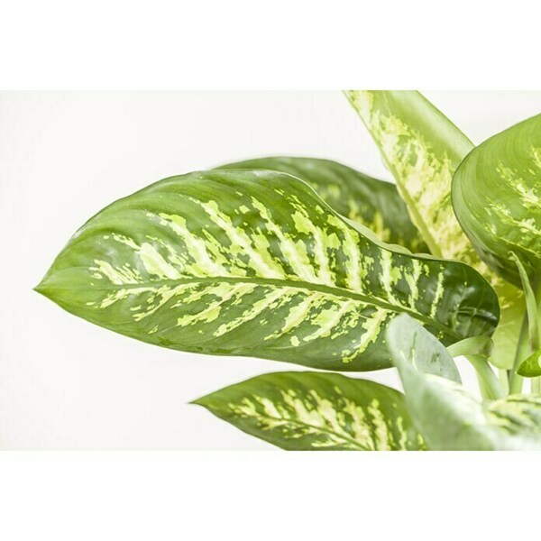 Bild 2 von Piardino Dieffenbachie