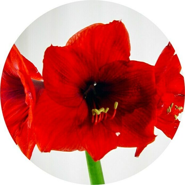 Bild 3 von Piardino Amaryllis