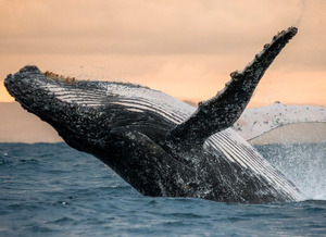 Papermoon Fototapete "Humpback Whale"