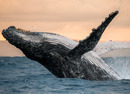 Bild 1 von Papermoon Fototapete "Humpback Whale"