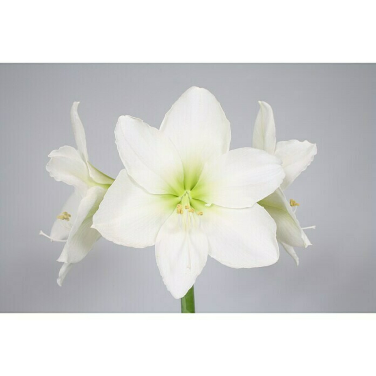 Bild 1 von Piardino Amaryllis