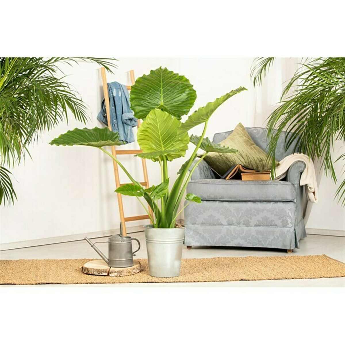 Bild 3 von Piardino Elefantenohr