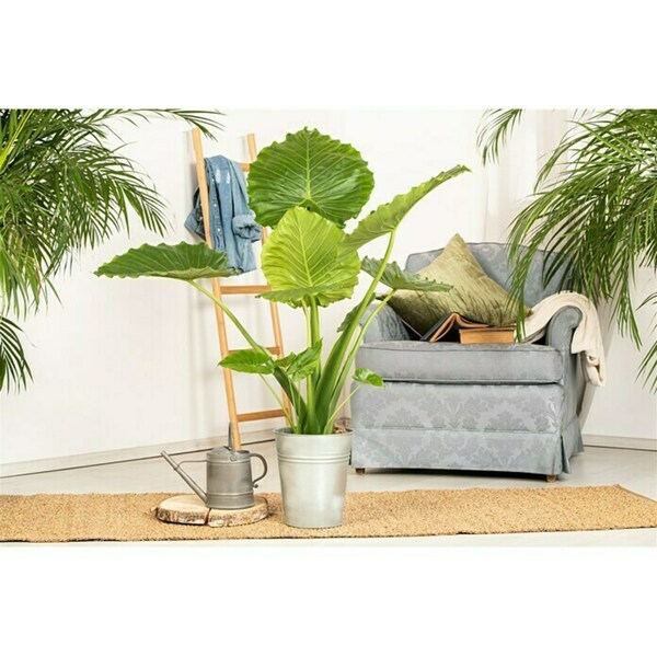 Bild 3 von Piardino Elefantenohr