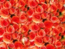 Bild 1 von Papermoon Fototapete "Orange Roses"
