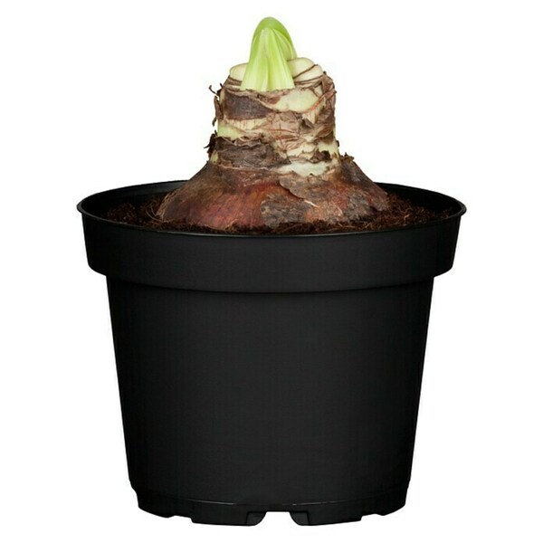 Bild 2 von Piardino Amaryllis