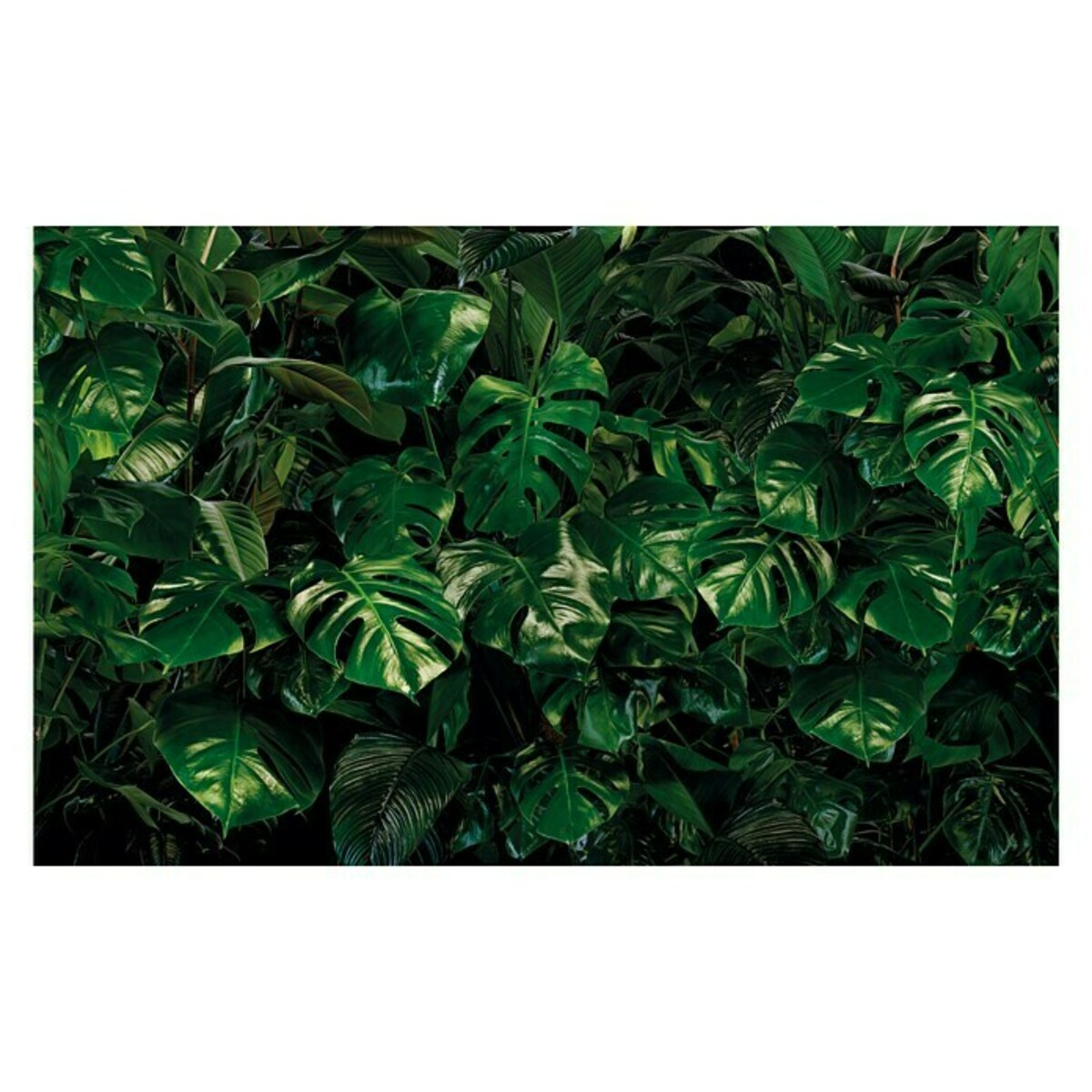 Bild 1 von Komar Pure Fototapete Tropical Wall