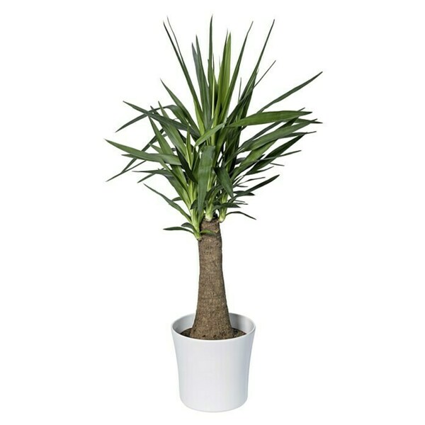 Bild 2 von SK Übertopf rund Tahiti