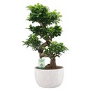 Bild 1 von Piardino Bonsai