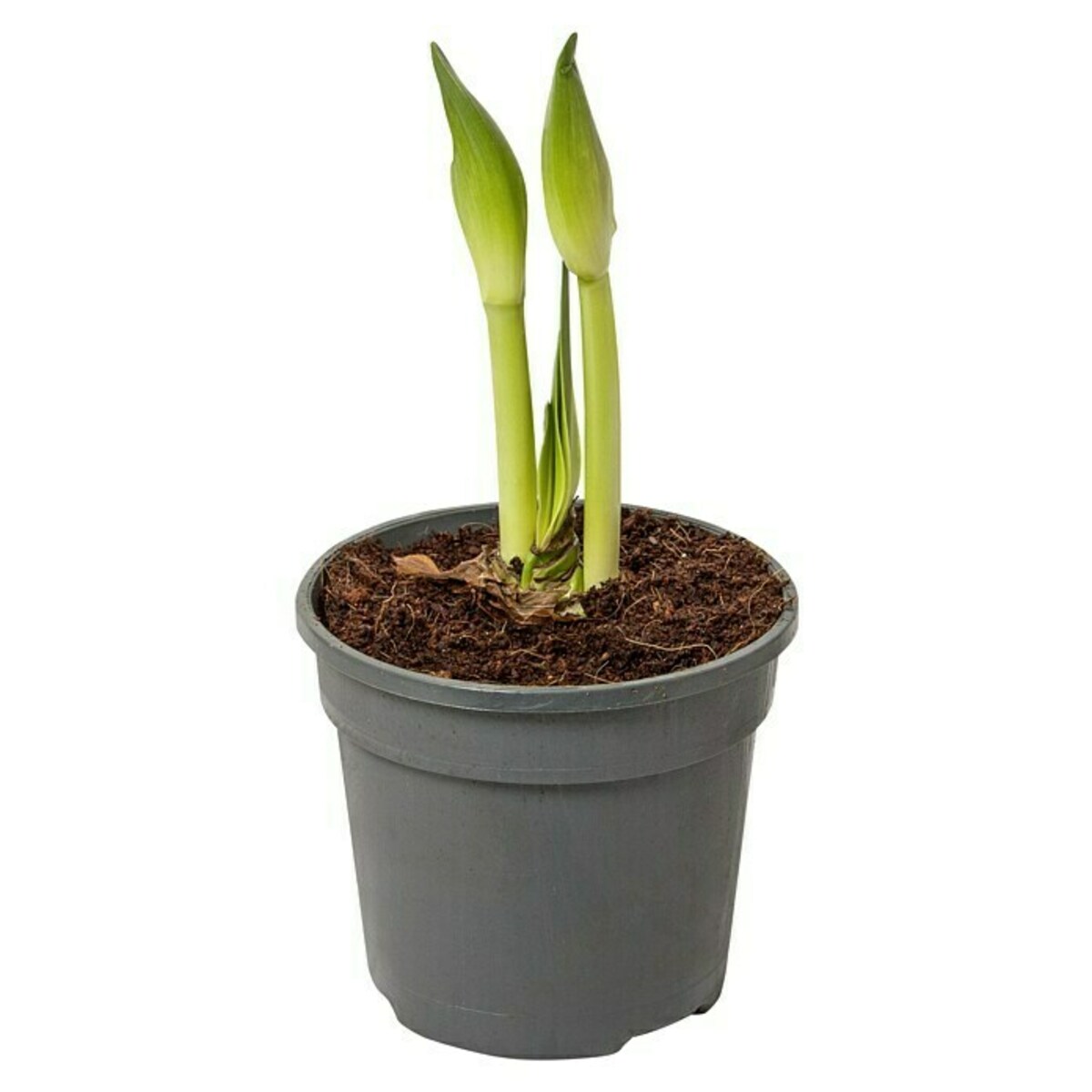 Bild 3 von Piardino Amaryllis