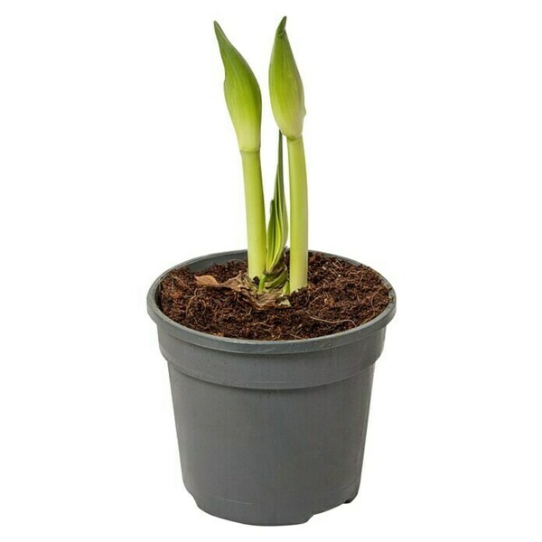 Bild 3 von Piardino Amaryllis