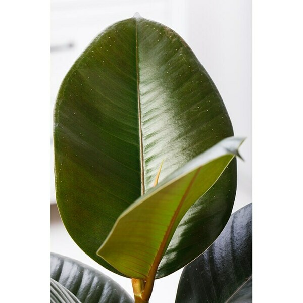 Bild 4 von Piardino Gummibaum in Sorten