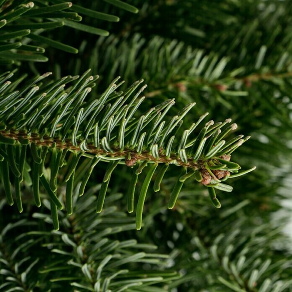 Bild 3 von Piardino Nordmanntanne