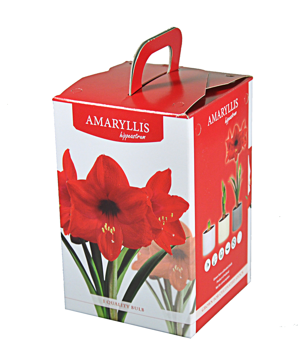 Bild 1 von Amarylliszwiebel im Geschenkkarton