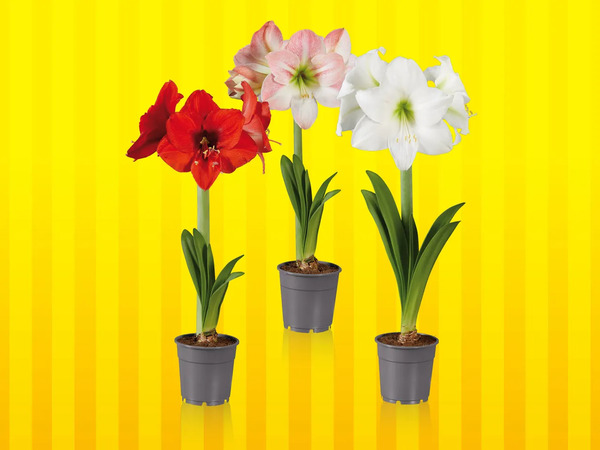 Amaryllis, Topf von Lidl ansehen!