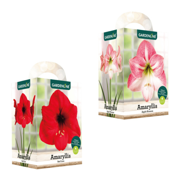 Bild 1 von GARDENLINE Amaryllis im Karton