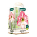 Bild 4 von GARDENLINE Amaryllis im Karton