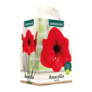 Bild 2 von GARDENLINE Amaryllis im Karton