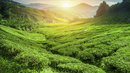 Bild 1 von Sri Lanka - Rundreise - 15 Tage