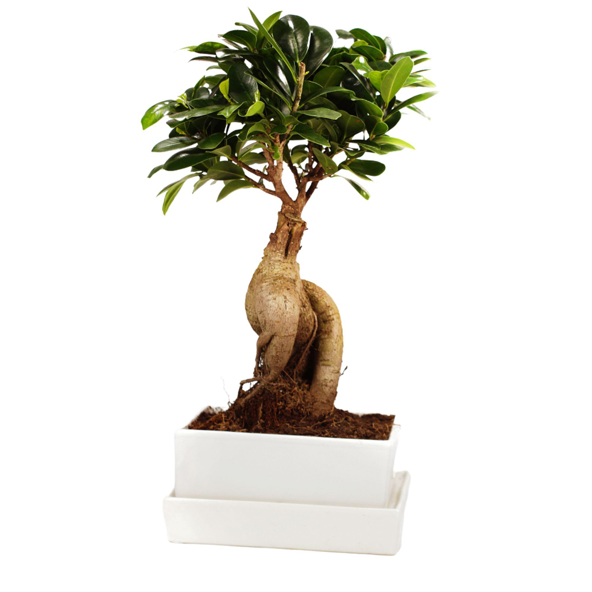 GinsengBonsai im Keramikübertopf mit Wasserspeicher, Weiß von Mein