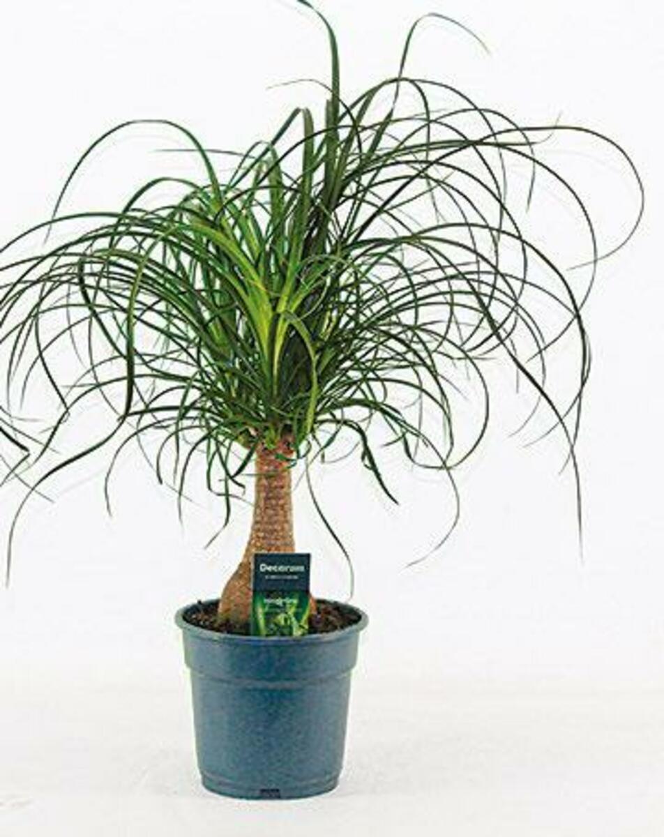 Bild 1 von Elefantenfuß „Beaucarnea“