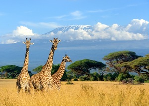 Papermoon Fototapete "Giraffes at Kilimanjaro"