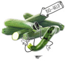 Bild 1 von NATURGUT Bio-Zucchini*