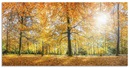 Bild 1 von Artland Küchenrückwand "Herbstwald Panorama", (1 tlg.), Alu Spritzschutz mit Klebeband, einfache Montage