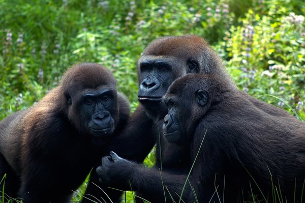 Bild 1 von Papermoon Fototapete "Gorilla-Treffen"