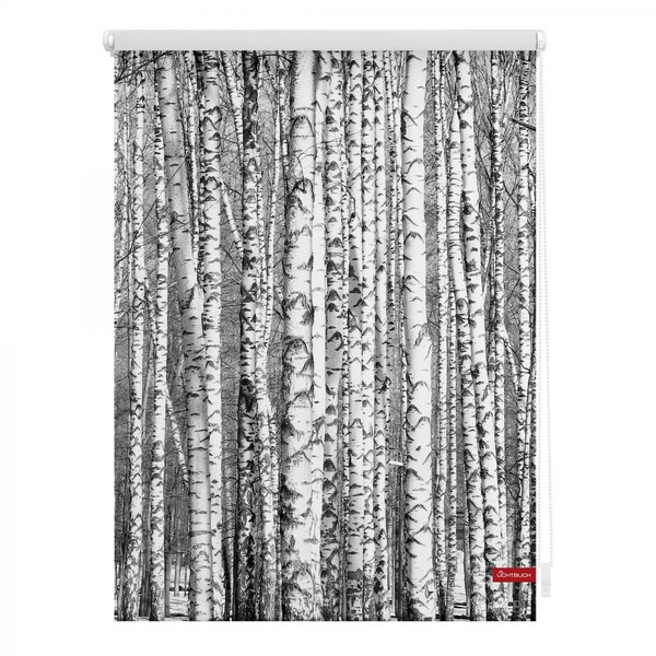 Bild 1 von Lichtblick Rollo Klemmfix, ohne Bohren, blickdicht, Birken - Schwarz Weiß, 90 x 150 cm (B x L)