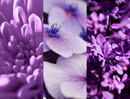 Bild 3 von 8x4 Deospray No. 4 Vibrant Flower