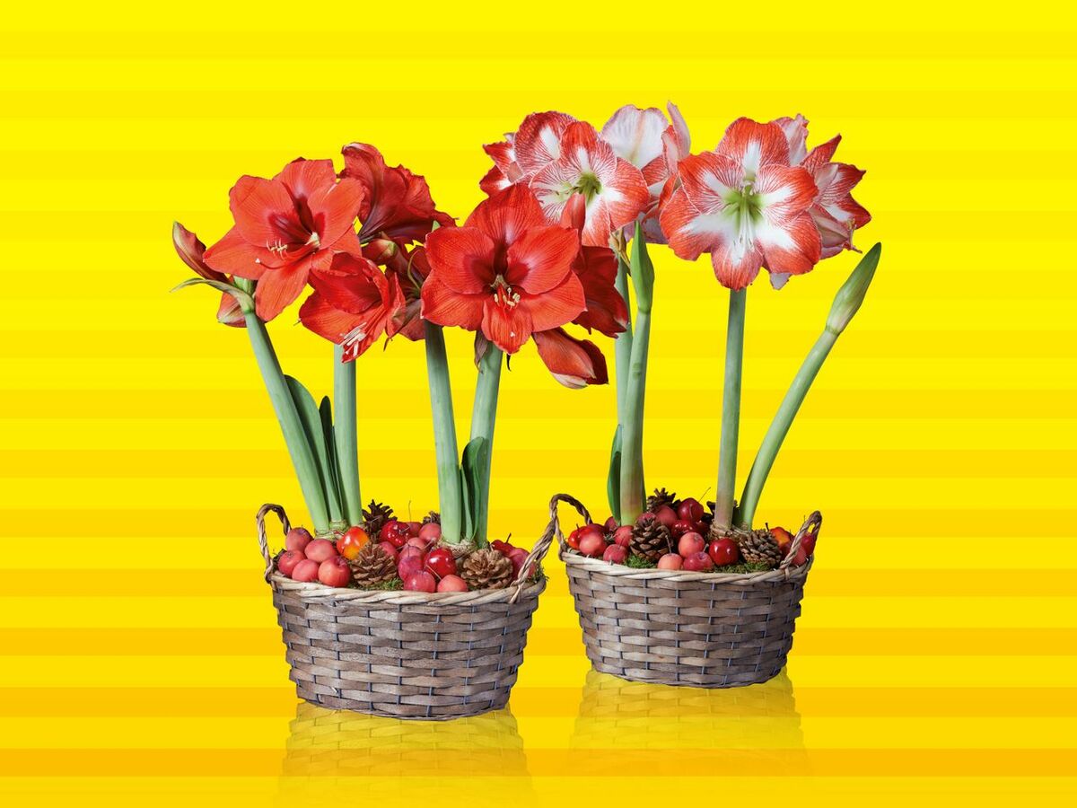 Bild 1 von Amaryllis im Korb, 
         Stück