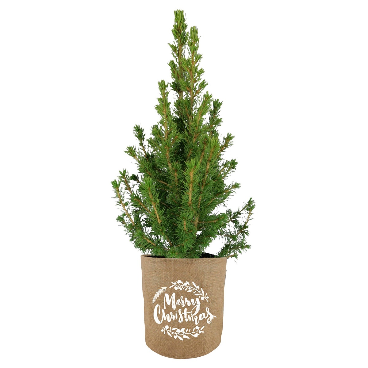 Bild 1 von GARDENLINE Zuckerhutfichte Natur