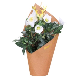 GARDENLINE Blühpflanzen in Geschenkverpackung