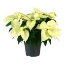 Bild 2 von GARDENLINE Poinsettia / Weihnachtsstern