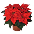 Bild 1 von GARDENLINE Poinsettia / Weihnachtsstern