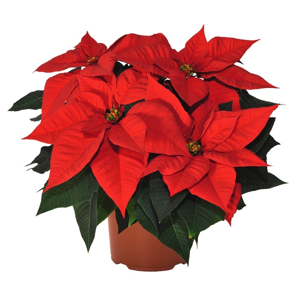 Bild 1 von GARDENLINE Poinsettia / Weihnachtsstern