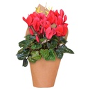Bild 2 von GARDENLINE Blühpflanzen in Geschenkverpackung