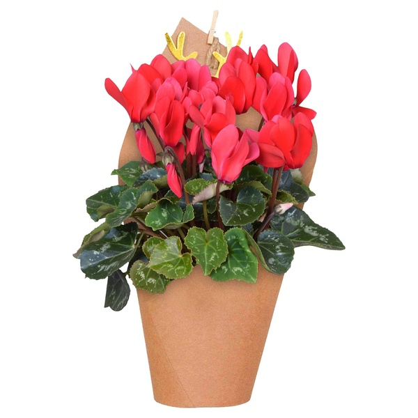 Bild 2 von GARDENLINE Blühpflanzen in Geschenkverpackung