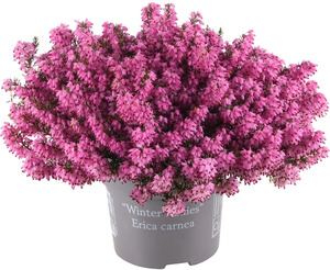 Erica Winter Beauties 11 cm Topf