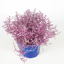 Bild 1 von Stacheldraht Calocephalus mit Glitzer 20 cm hoch 12 cm Topf