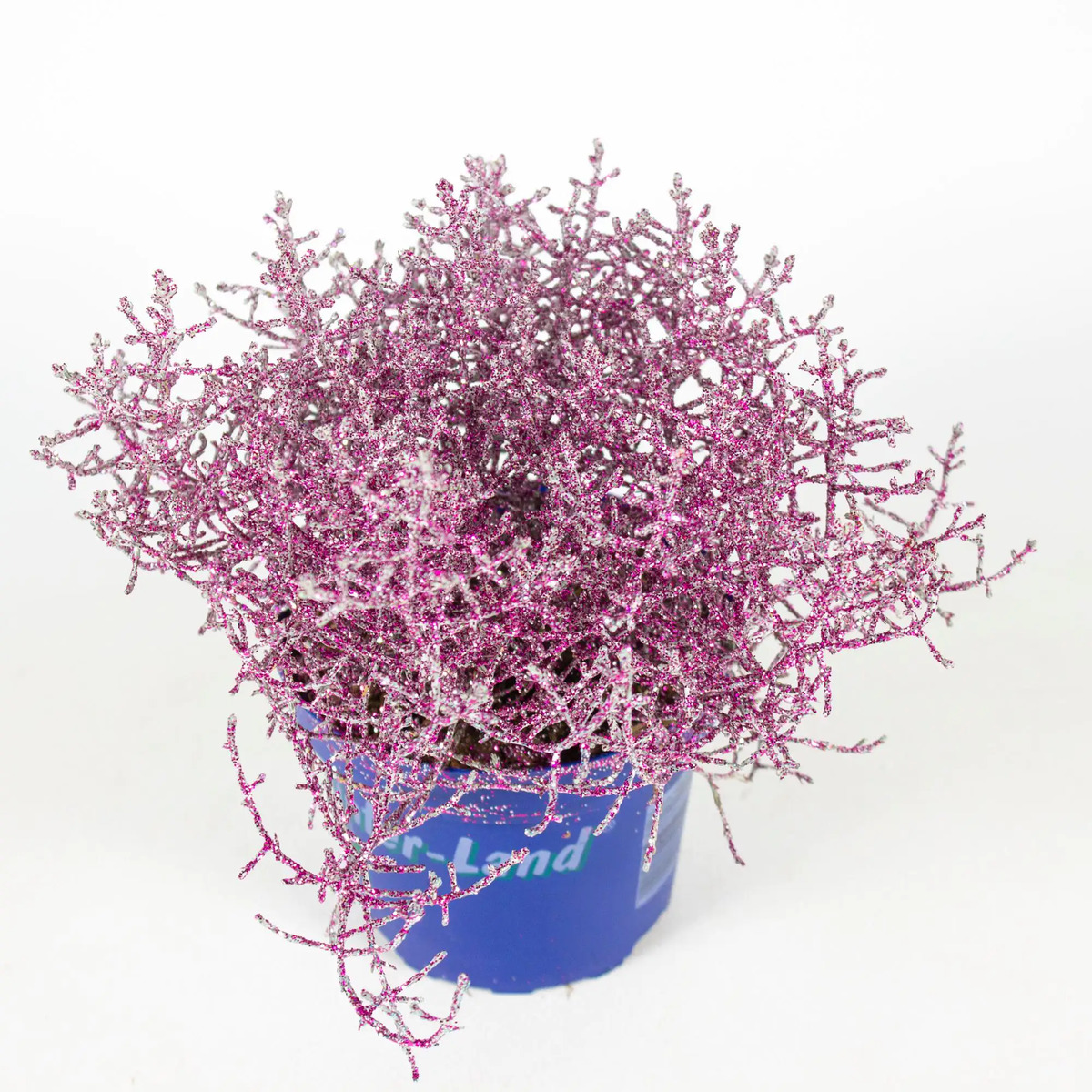 Bild 1 von Stacheldraht Calocephalus mit Glitzer 20 cm hoch 12 cm Topf