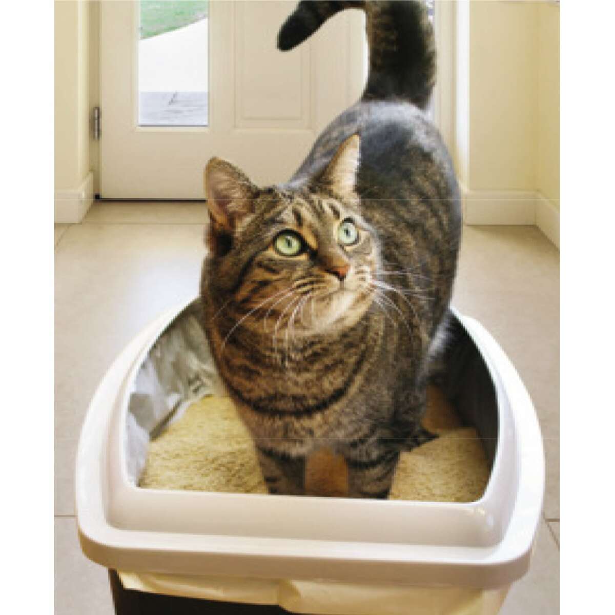 Bild 1 von Einlagen Katzentoiletten 25 Stück
