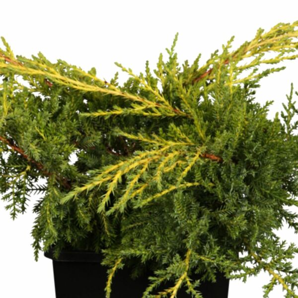 Chinesischer Wacholder 'Goldstar' ansehen!