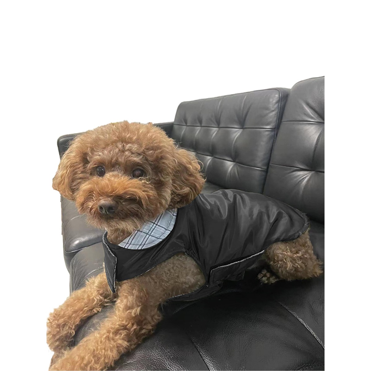 Bild 1 von Hunde Übergangsjacke 30 cm