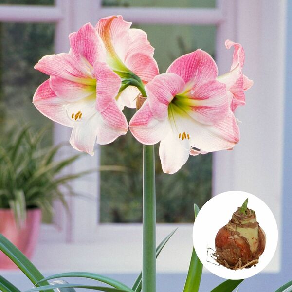 Amaryllis 'XXL', rosa ansehen!