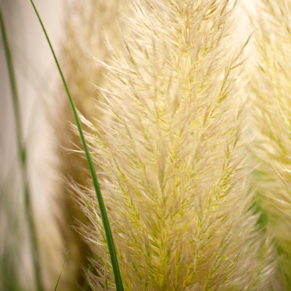Pampasgras 'Evita®' ansehen!