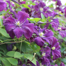 Bild 1 von Clematis 'Polish Spirit'