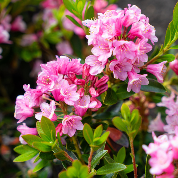 Bild 1 von Rhododendron 'Bloombux Magenta®'